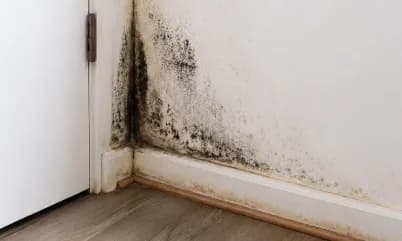 Owner-occupied mold house sale Tuscaloosa AL Sell owner-occupied moldy house Tuscaloosa